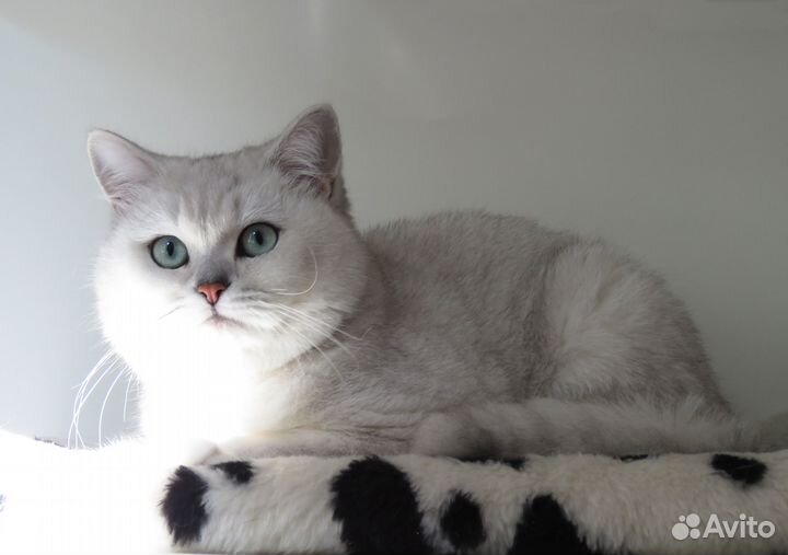 Шикарный британский кот