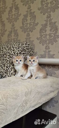 Котята золотая шиншилла котик