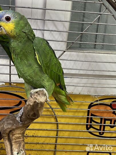 Попугай Амазон