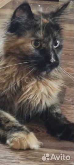 Кошки мейн-кун