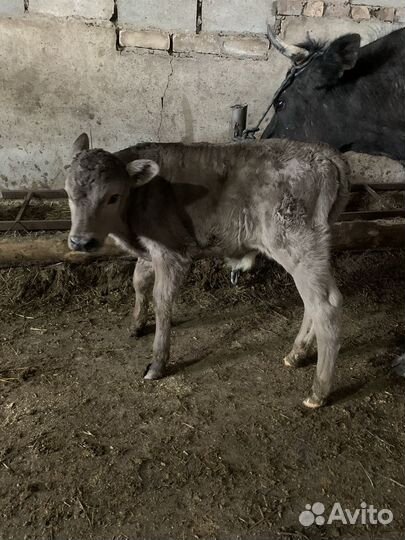 Продам телят
