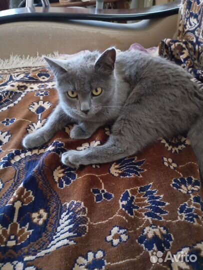 Котята бесплатно