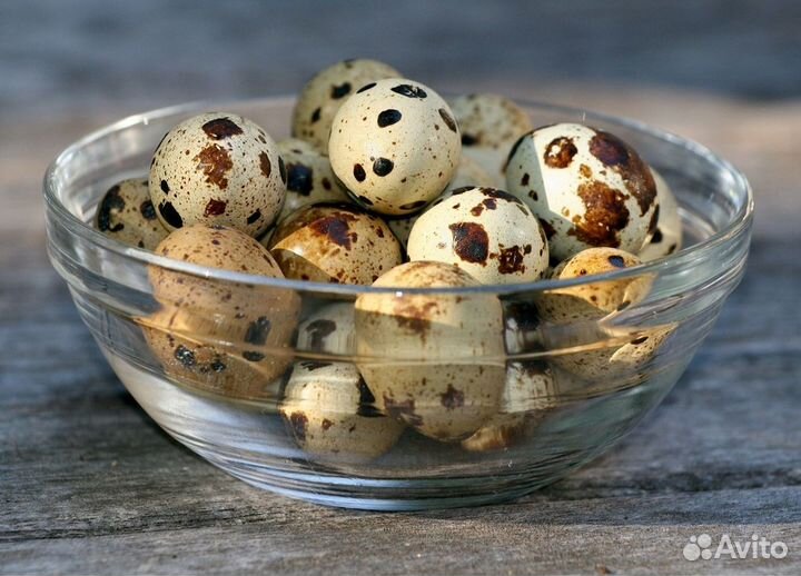 Яйца перепелиные домашние