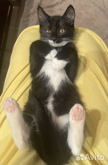 Самый ласковый котенок 3мес