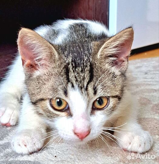 Котенок шалун 3 мес в добрые руки