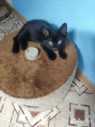 Котенок