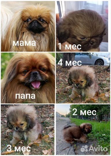 Щенок Пекинеса