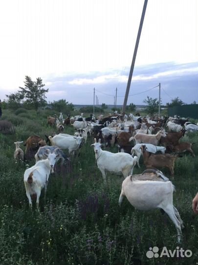 Козье молоко оптом