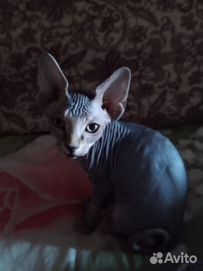 Канадский сфинкс котенок