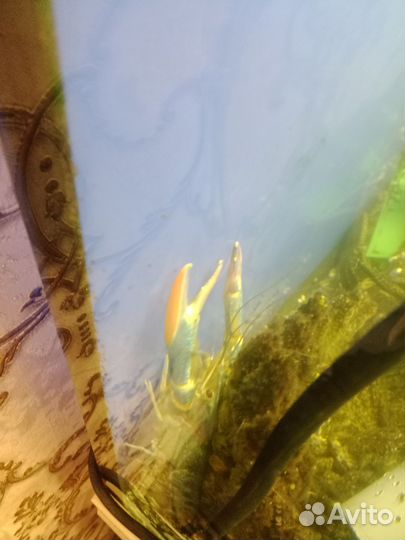 Австралийский красноклешневый рак