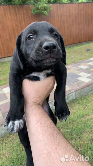 Щенята в добрые руки