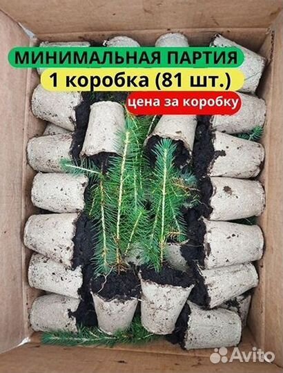 Саженцы сосны зкс