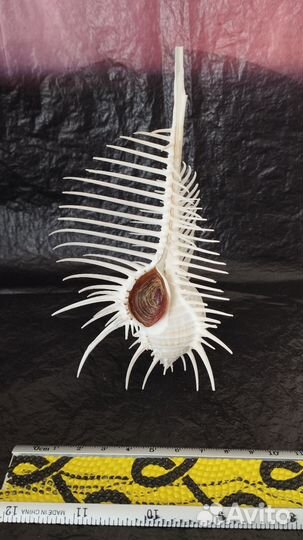 Морская раковина Мурекс Пектен 