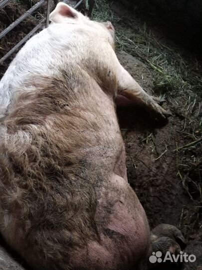 Хряк на племя
