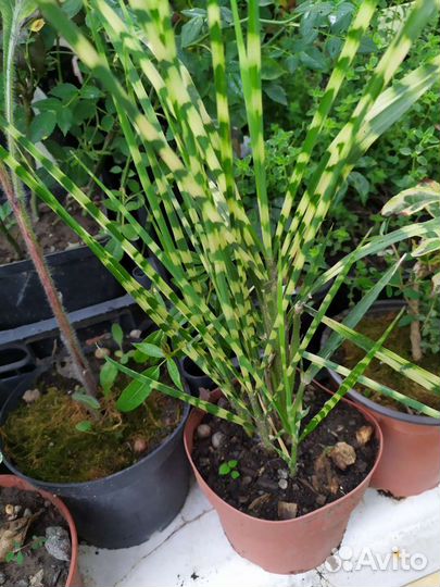 Агава, пальма цикас, новозеландский лен