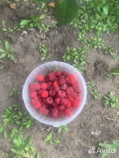 Саженцы малины Амира