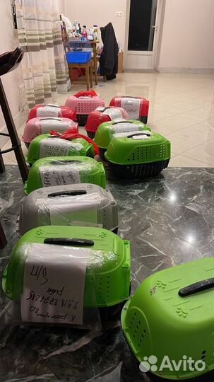Продам домашних соболей