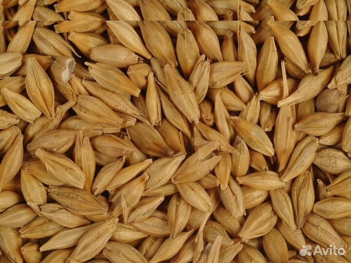 Ячмень, рожь