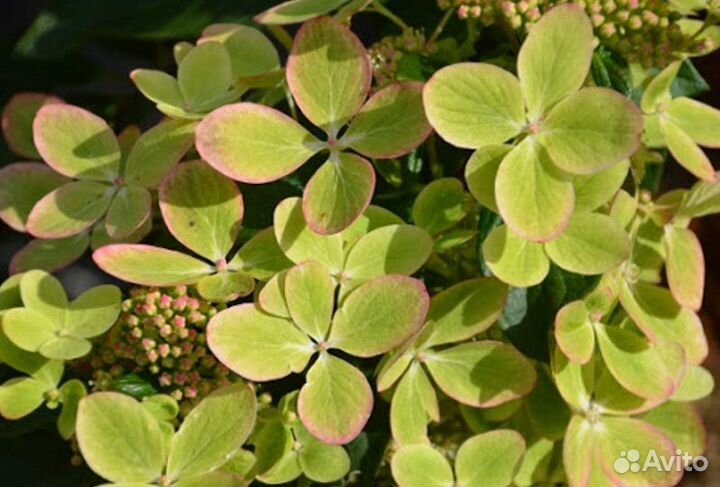 Гортензия метельчатая Полестар, шугараш,Ванила,др