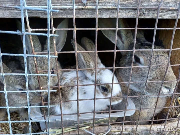 Продам кроликов