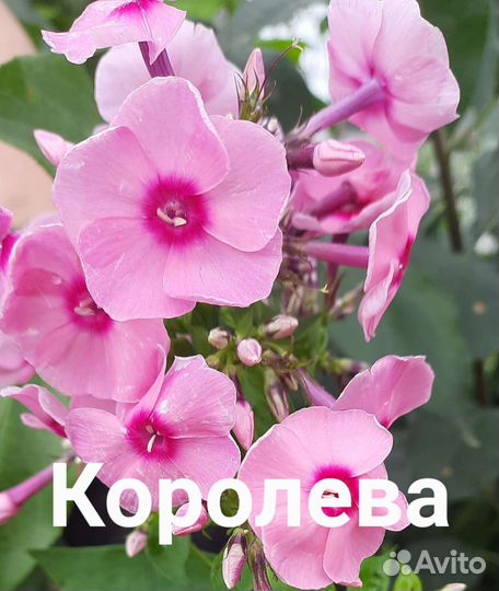 Флоксы многолетние