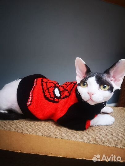 Кот девон-рекс