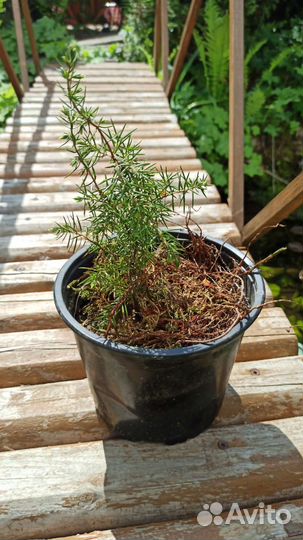 Можжевельник карельский сосна ёлка