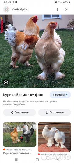 Цыплята брама,чистопородные