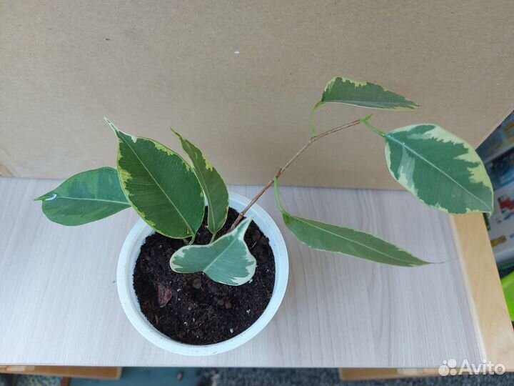 Фикус бенджамина Наташа, Бафт (пестролистный)