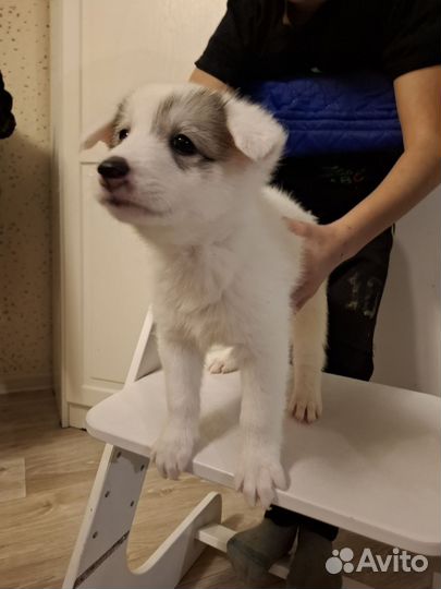 Отдам в добрые руки