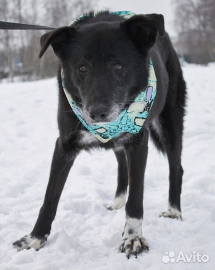 Милая спокойная собака очень грустит в приюте