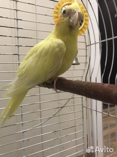 Попугай корелла с клеткой