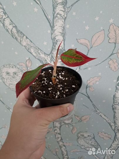 Аглаонема крит