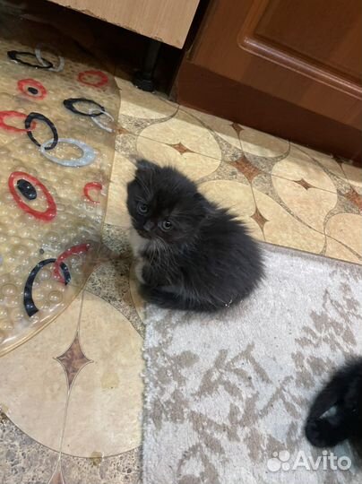 Котята вислоухие
