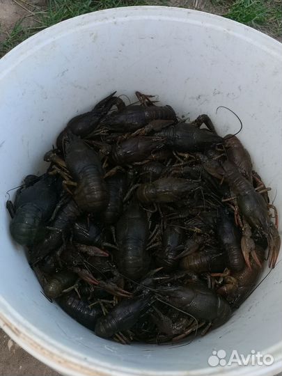 Продам живые раки