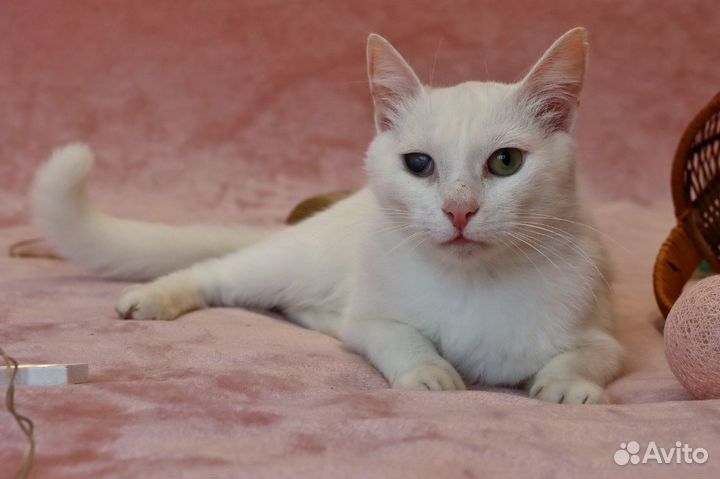 Котик в добрые руки