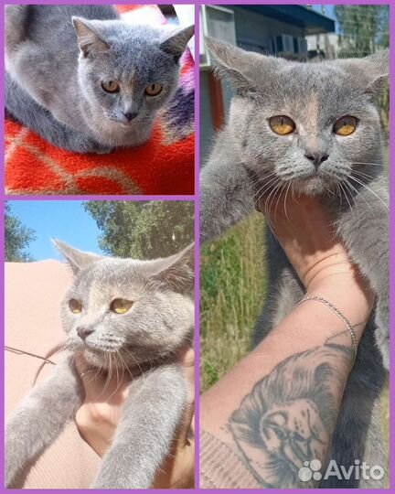 Кошка в дар