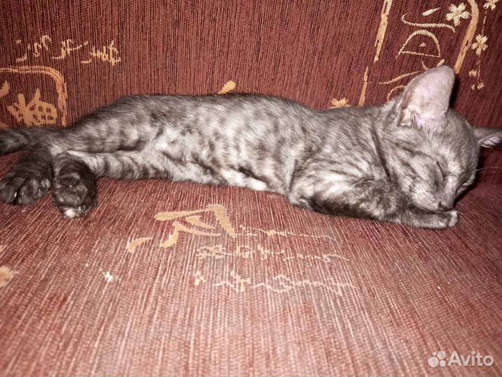 Котик Лео