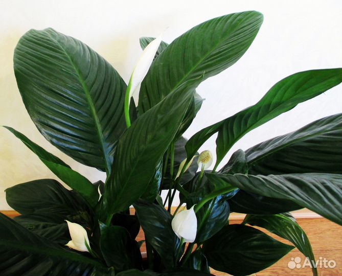 Спатифиллум Свит Лауретта