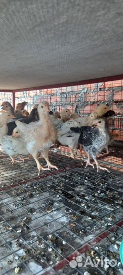 Цыплята домашние суточные и подрощенные, бройлеры