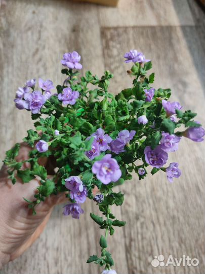 Бакопа вегетативная