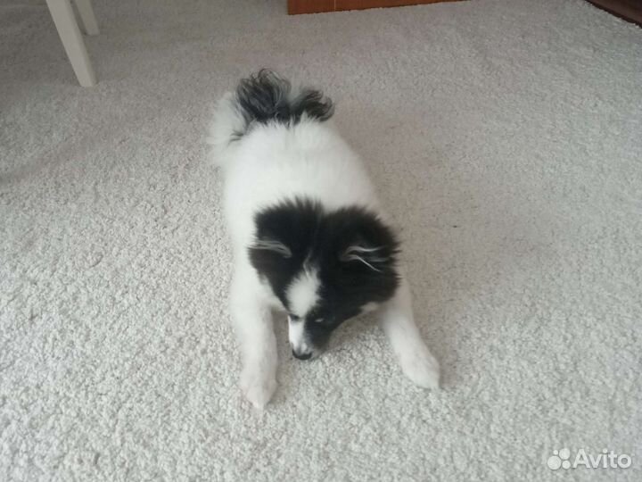 Немецкий щпиц