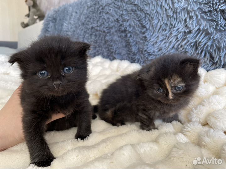 Шотландские котята