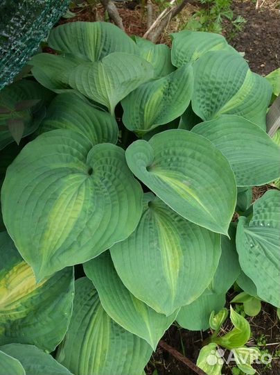 Хосты большого и среднего размера