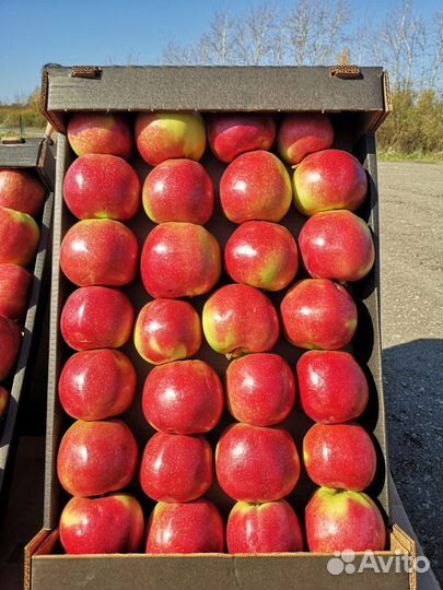 Оптовая продажа яблок