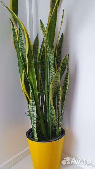 Сансевиерия лауренти