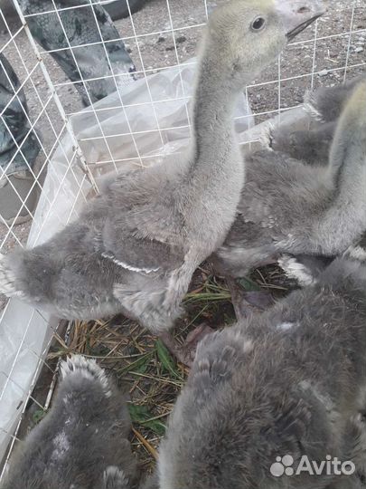 Гуси гусята