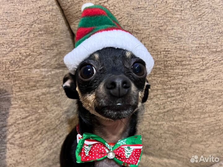 Новогодние рожки бабочка шапочки и бантик заколка