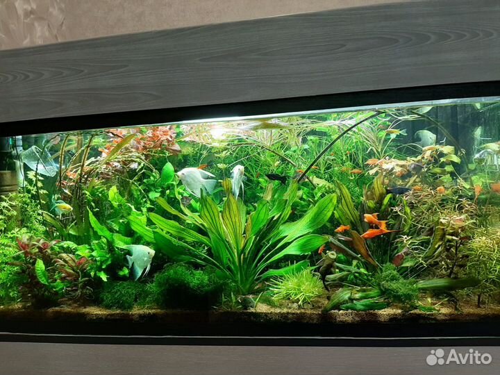 Продам аквариумные растения