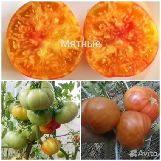 Семена томатов